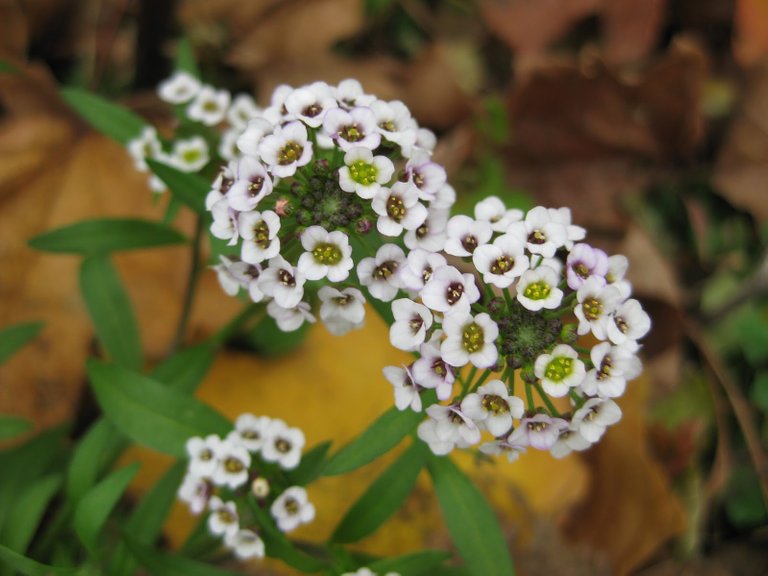 Lobularia in Nov. 2011 (1).jpg