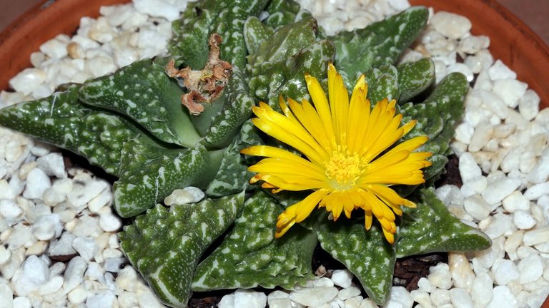 Plant 36 Faucaria tuberculosa Pebbled Tiger Jaws 2018-03-14 n3.jpg