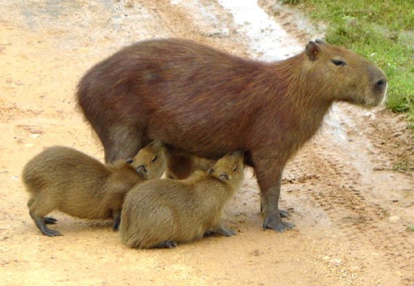 Chiguire. Capibara.jpg