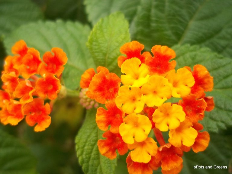 lantana-camara-tangerine-center-orange-margin-2.jpg