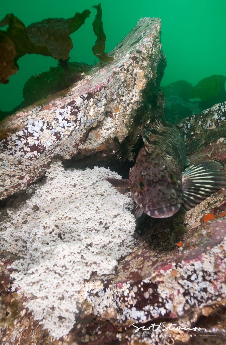 Lingcod-8.jpg