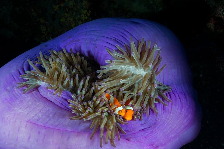 07-tubbataha-reef-philippines.adapt.1190.1.jpg