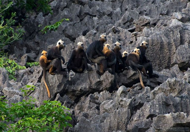 1-langur.jpg