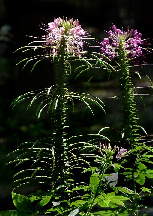 cleome-2679121_960_720.jpg