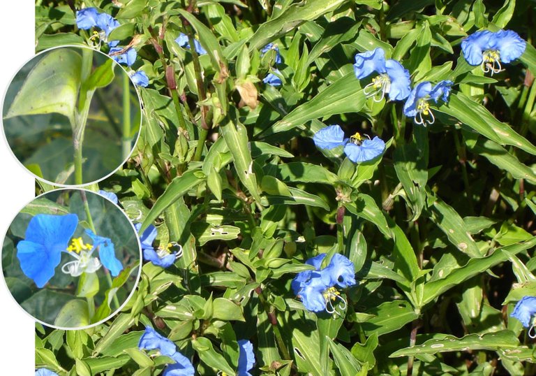 Commelina erecta S.Lucía a1.jpg