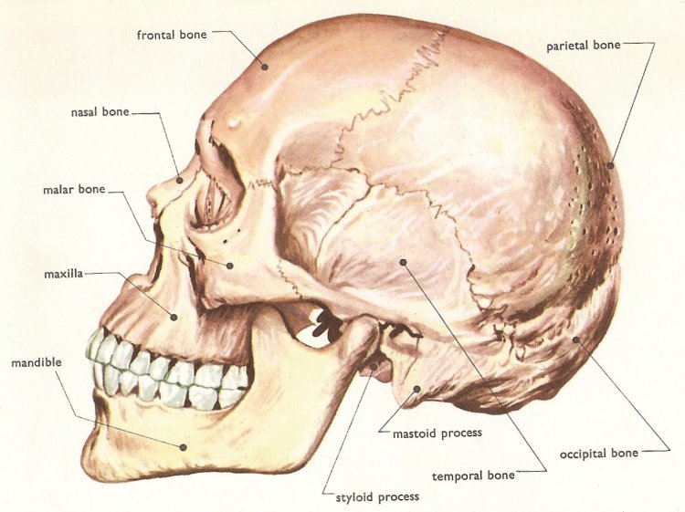 human_skull_side.jpg