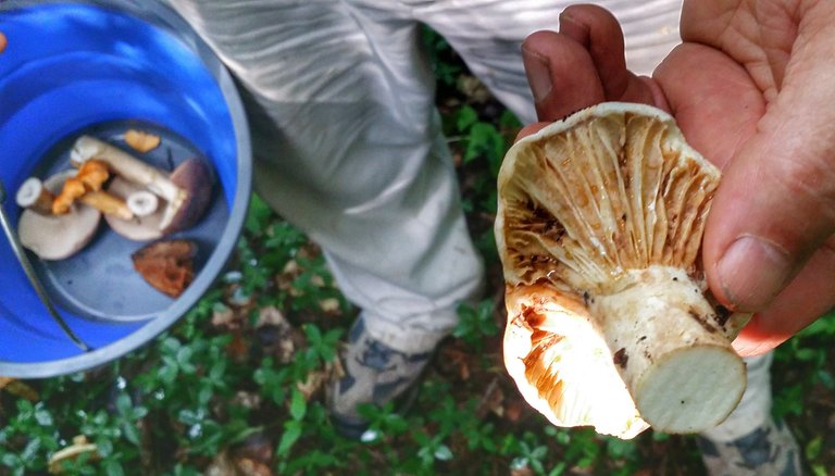 mushroom hunting6.jpeg