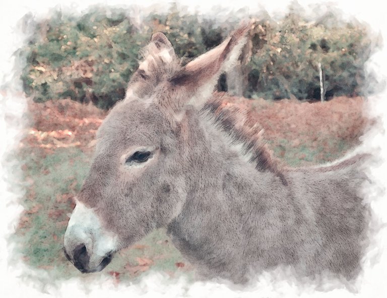 the lonely donkey-2998241.jpg