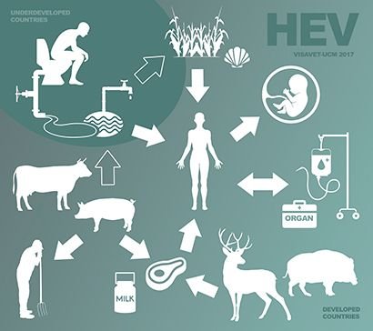 hepatitis-e-hev-visavet.jpg