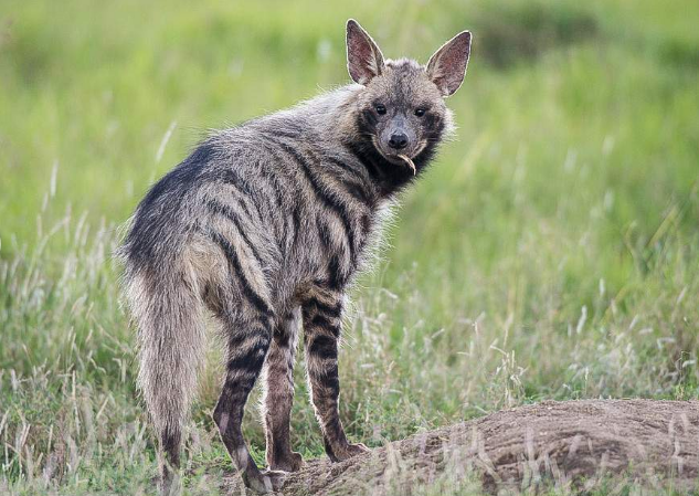 Striped Hyena.png