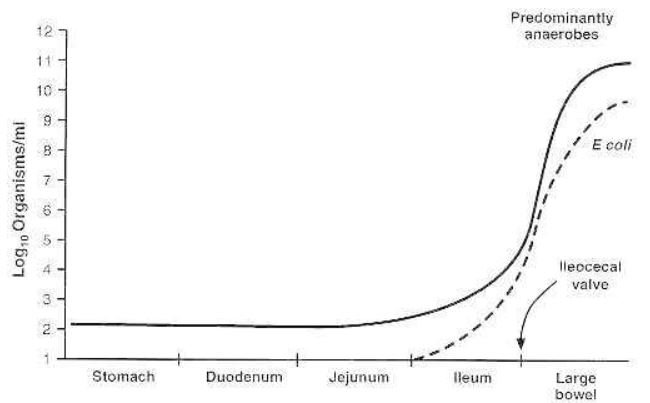 Bacterial concentration.JPG