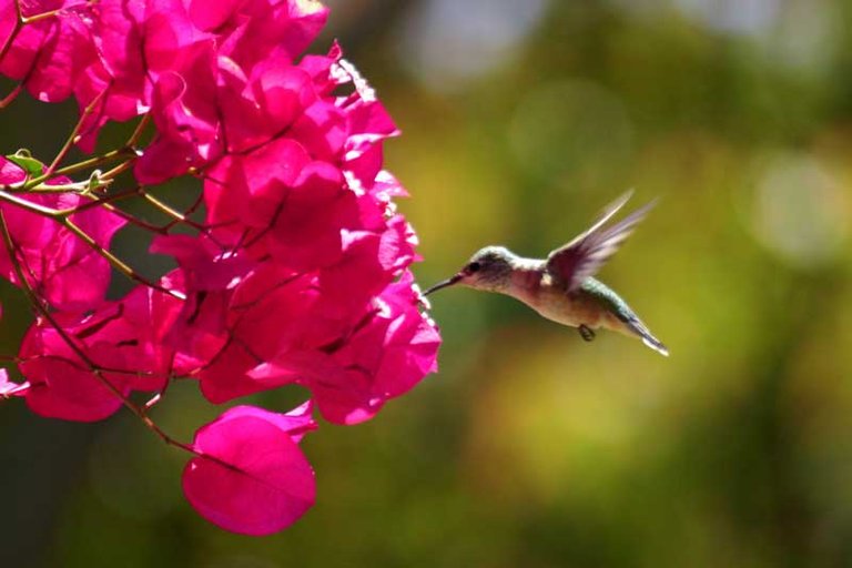 BougainvilleaHummera.jpg