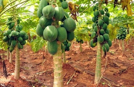 Papaya-Farming.jpg