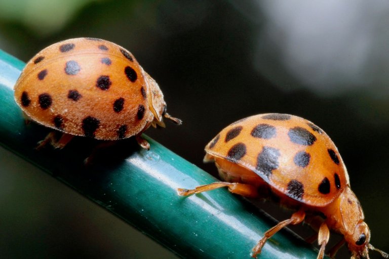 28-spotted Potato Ladybird - (Henosepilachna vigintioctopunctata).jpg