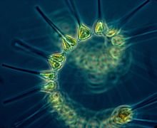 Phytoplankton_-_the_foundation_of_the_oceanic_food_chain.jpg