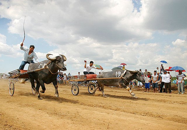 carabao_race.jpg