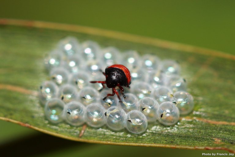 Juvenile-koa-beetle-Coleotichus-blackburniae.jpg