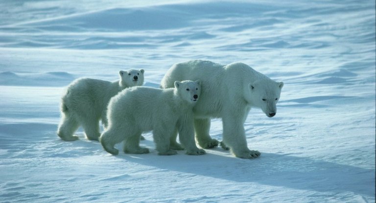 mother bear_with cubs.jpg