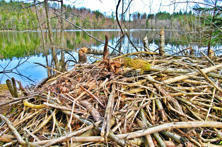 beaver stack.jpg