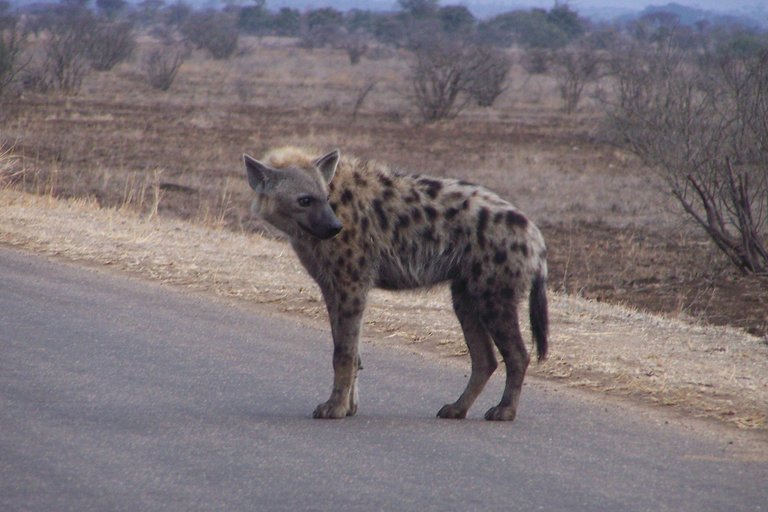KNP Satara-Lower Sabi 2009 096.JPG