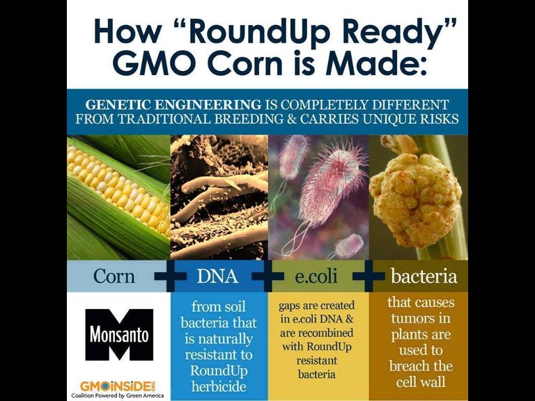 how-roundup-ready-corn-made.jpg