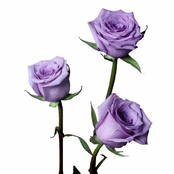 Rose_Lavender_Avant_Garde_1_-_WEFR_WB_580x.jpg