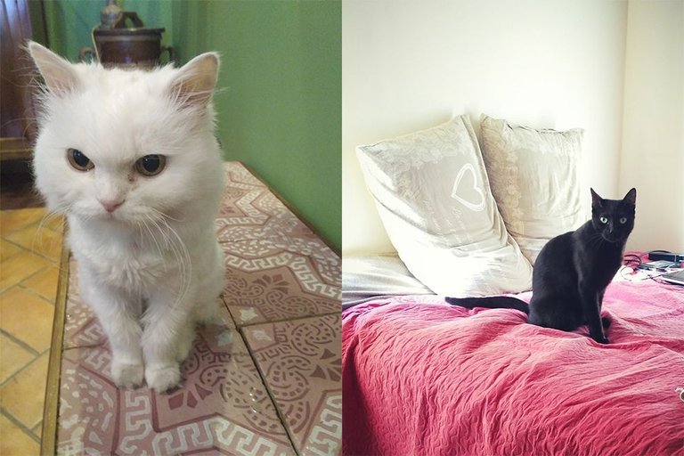 mylovelycats.jpg