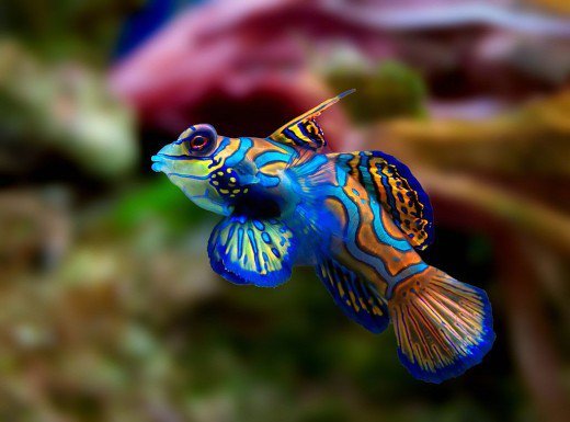 Mandarin Fish.jpg