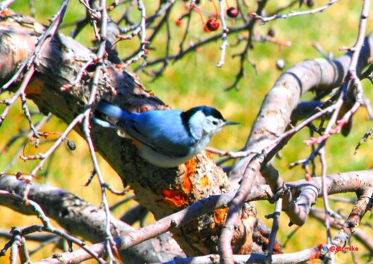 white-breasted nuthatch PFW22-sa0060.JPG