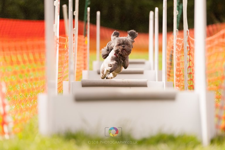 Flyball -SDB_5665.jpg