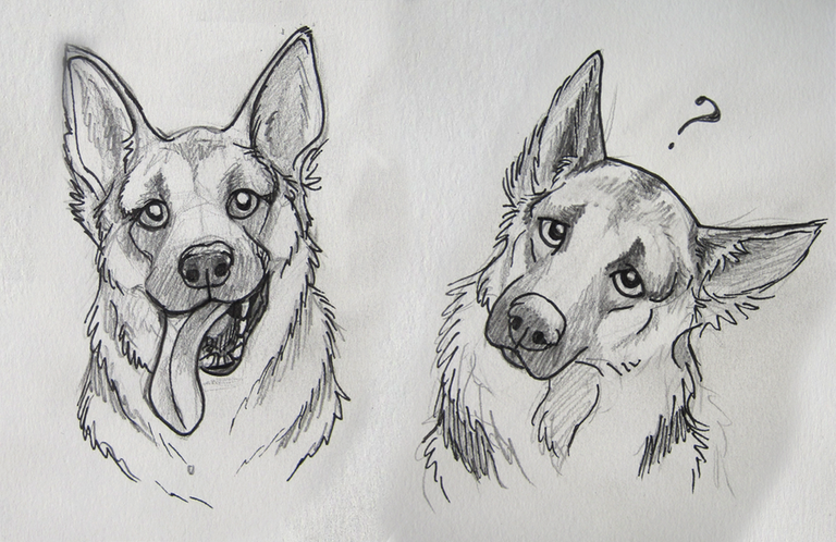 german_shepard_sketches_by_reenama.png