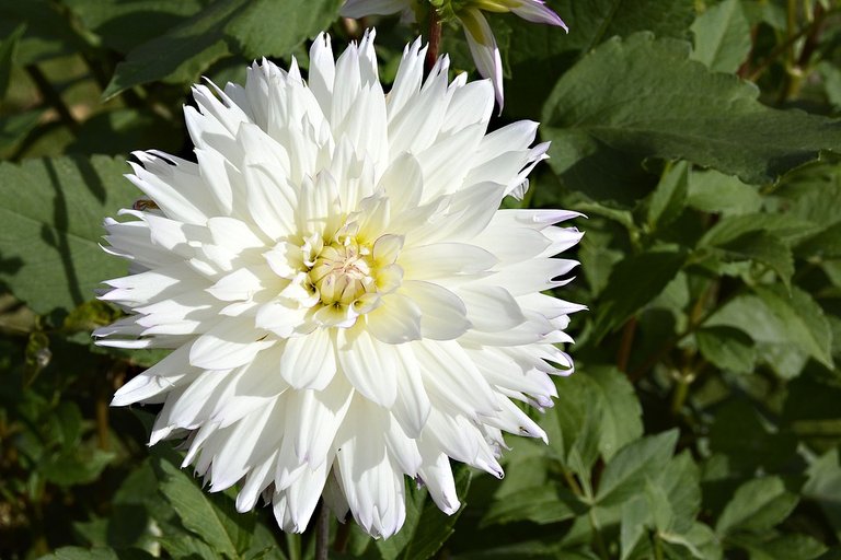 Blossom-Bloom-Dahlia-Garden-Dahlia-Flower-2899672.jpg