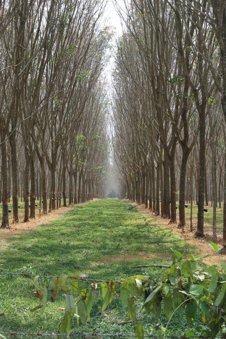 rubber trees.jpg