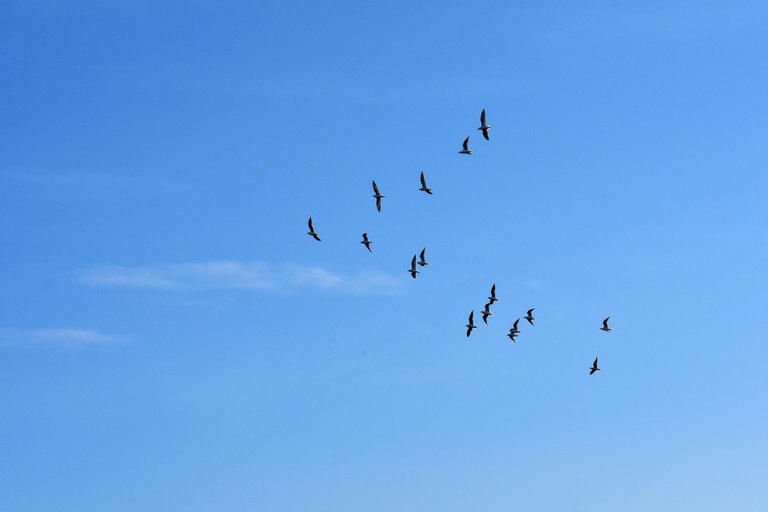 gulls-3135962_1920.jpg