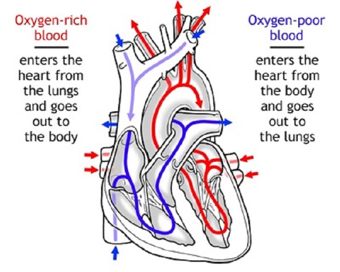 Oxygen rich.jpg