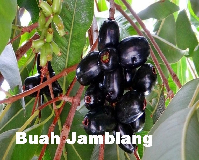 buah-jamblang-atau-duwet.jpg