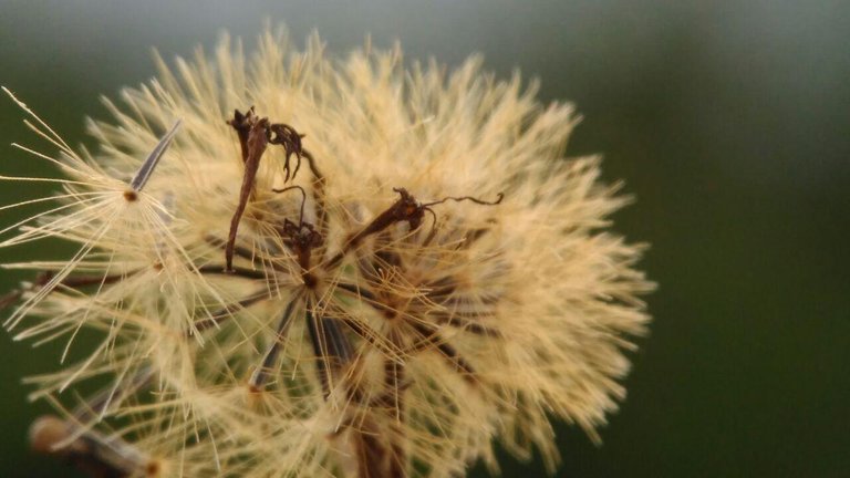 dandelion (1).jpg