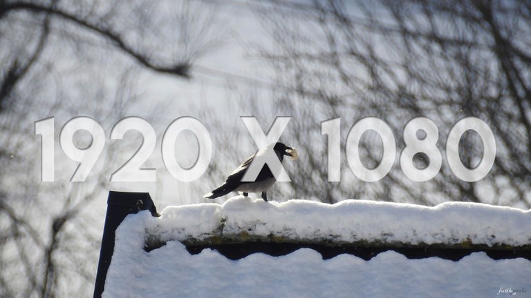 1920x1080 Thumb Winter Crow.jpg