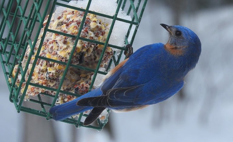 bluebird 4.jpg