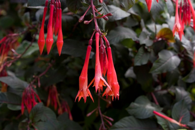 Hanging Red Flowers.jpg