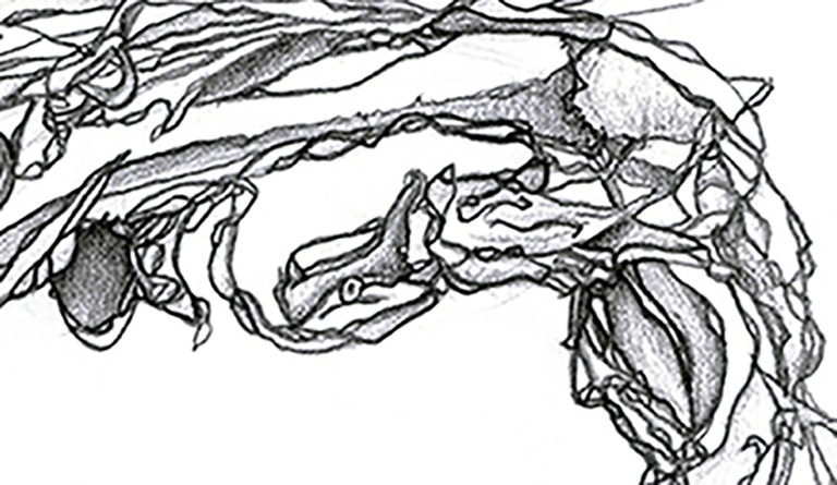 disegni_3_libro_penna_particolare_carlo_varchetta_grovigli_astratto_firmato.png