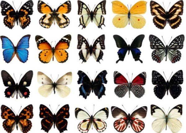 especies-de-mariposas.jpg