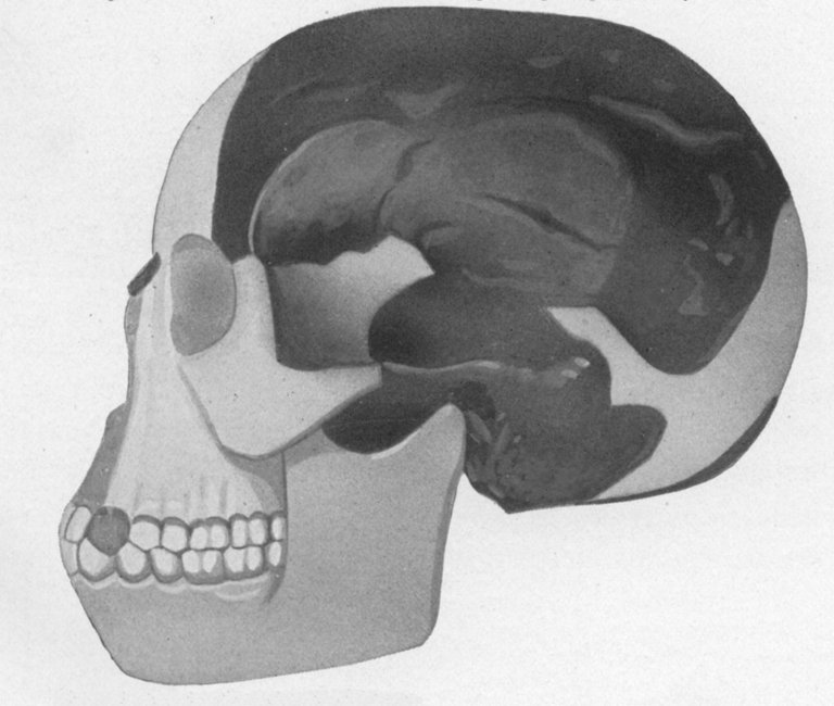 Piltdown_man.jpg