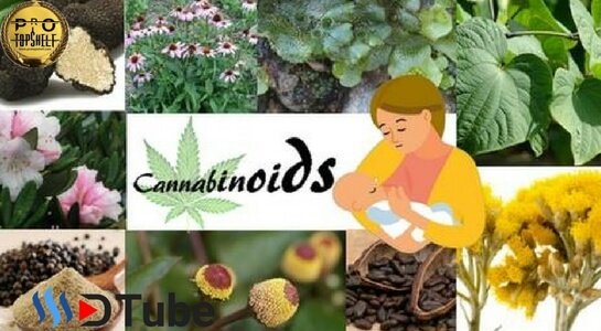 Cannabis And Other Cannabinoid Rich Foods.jpg