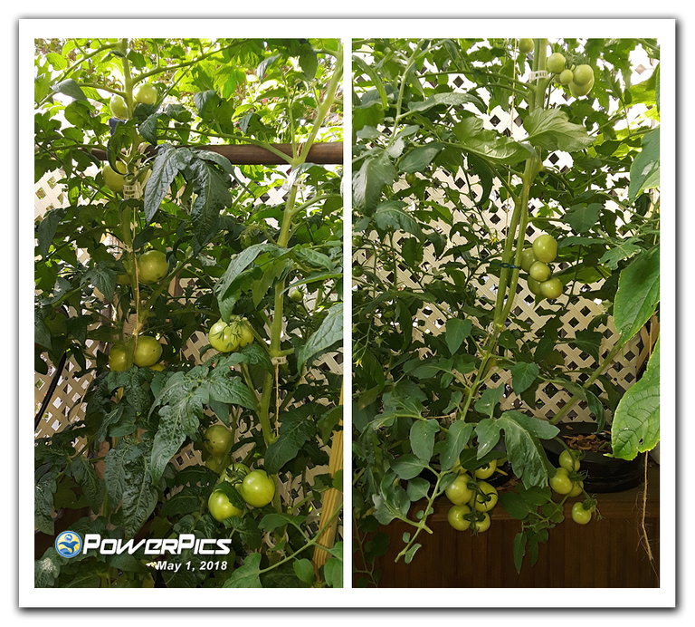 Garden-Update-05012018-03-PowerPics.png