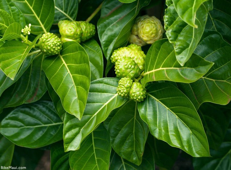 noni-tree.jpg