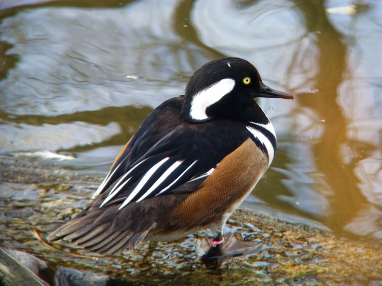 Hooded Merganser Male.jpg