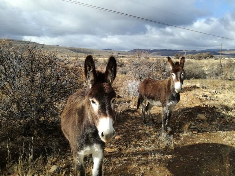 karoo donkeys.jpg