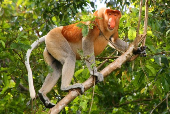 proboscis-monkey.jpg