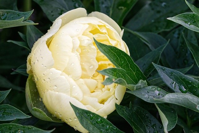 bush-peony-3409546_640.jpg